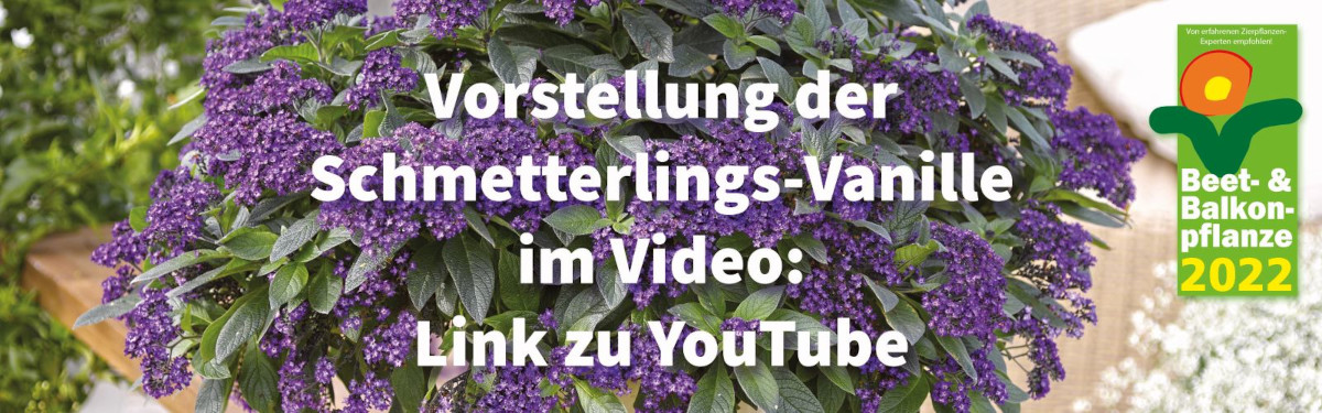Vorstellung der Schmetterlings-Vanille im Video